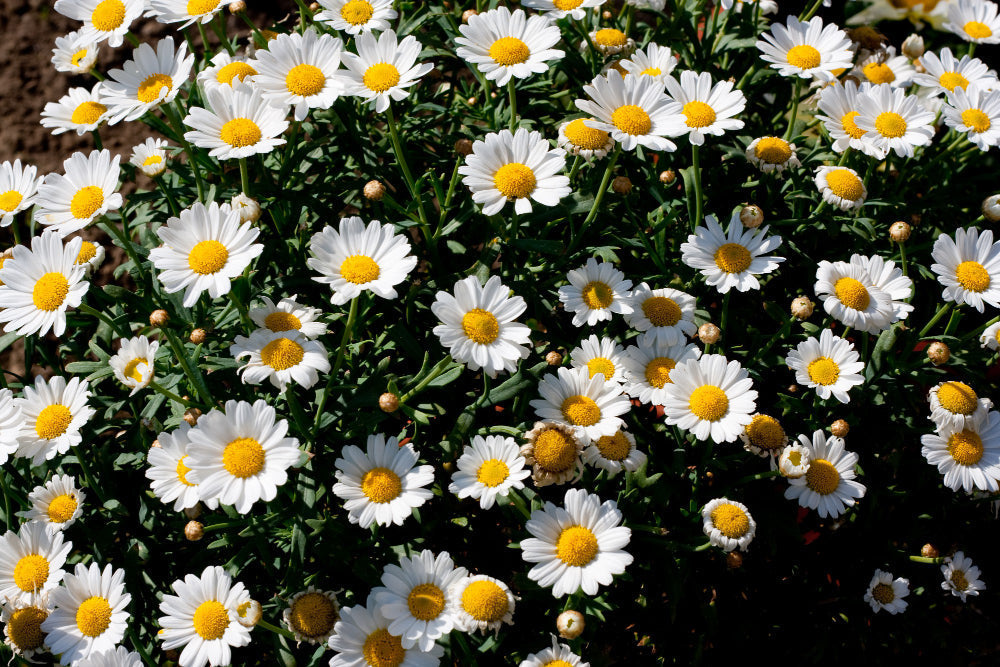 April Showers, May Flowers: How Nature Can Heal Your Mind & Body