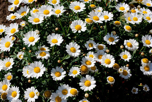 April Showers, May Flowers: How Nature Can Heal Your Mind & Body