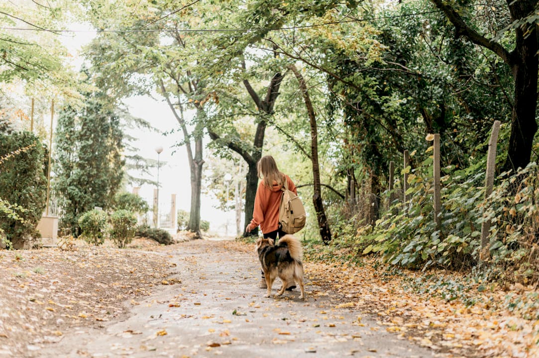 Nature Walks for Mental Clarity and Outdoor Fitness